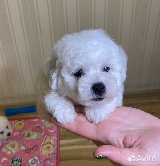 Бишон фризе щенки