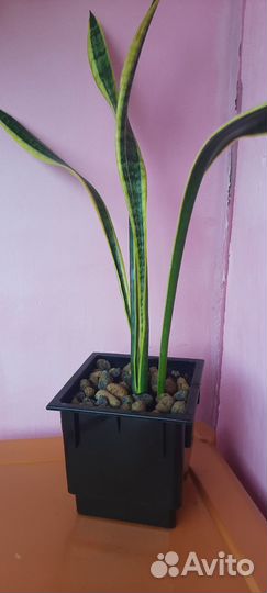 Сансевиерия Лоуренса с желтой полосой