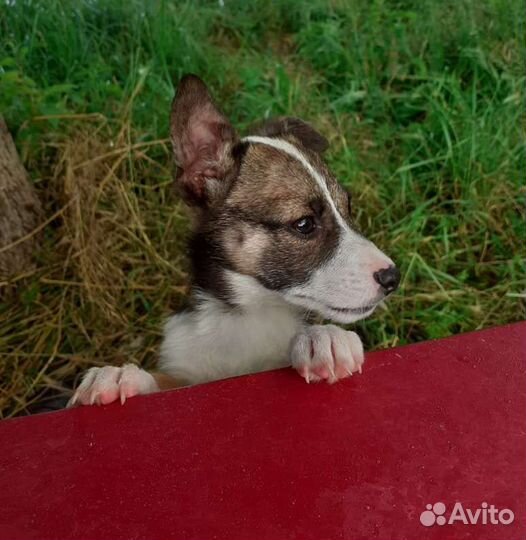 Метис Джек Рассел терьера