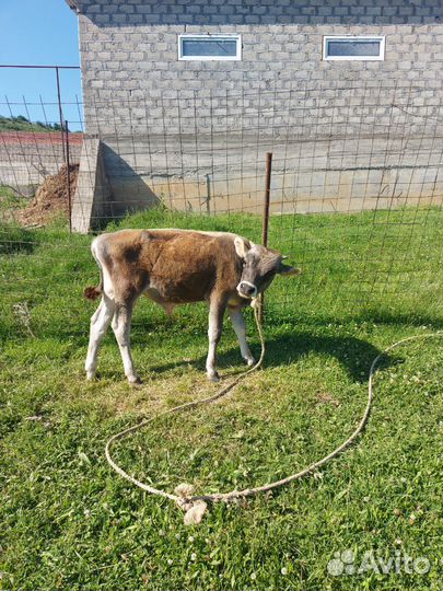 Бычок джерси