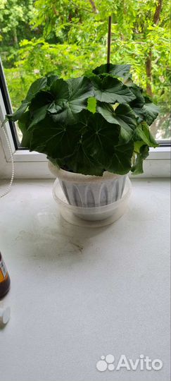 Бегония-Элатиор