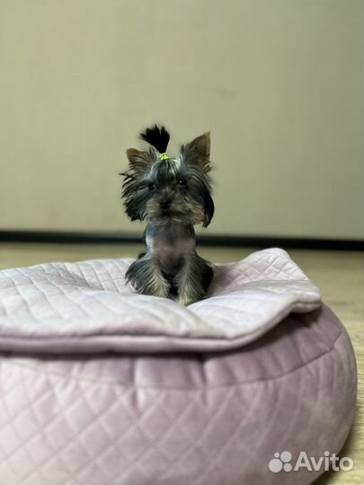 Собака йоркширский терьер мини