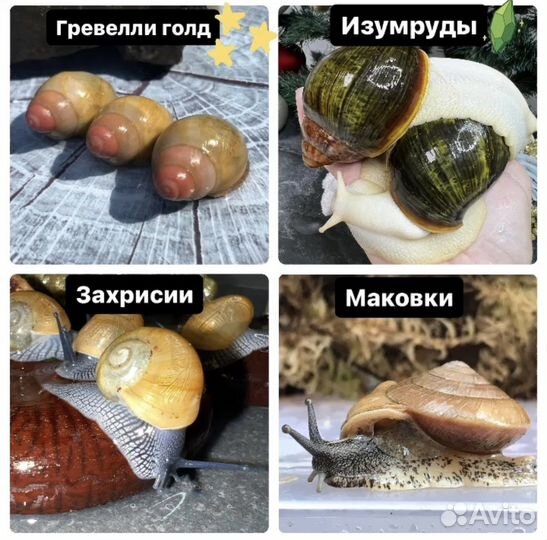 Улитки Ахатины, Архахатины (кальций, мох)