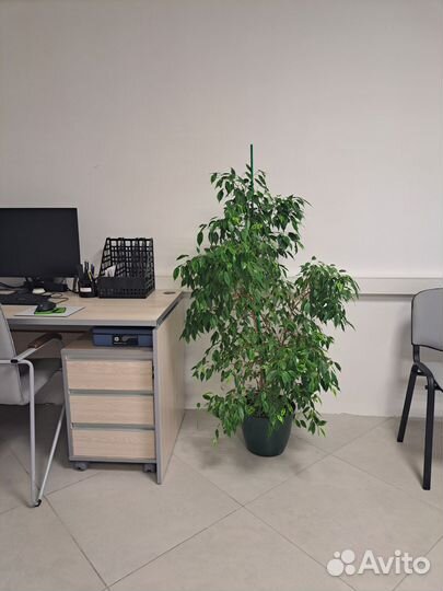 Фикус бенджамина