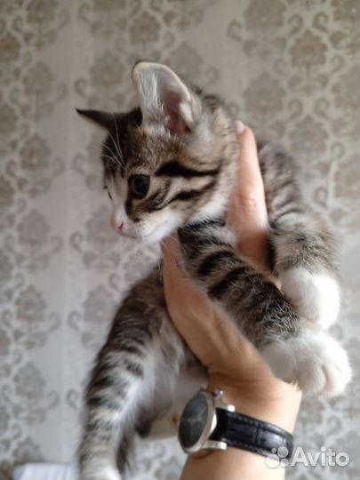 В дар мальчик