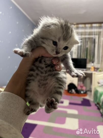 Шотландские вислоухие котята