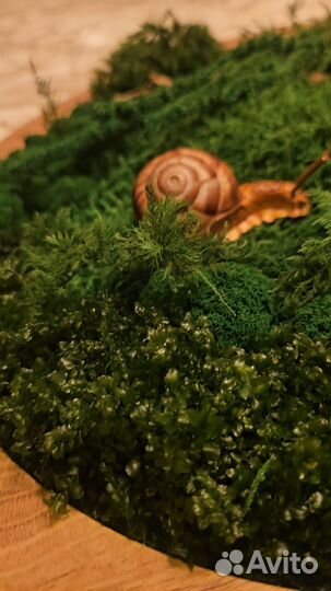 Озеленение террариумов, аквариумов и т.п