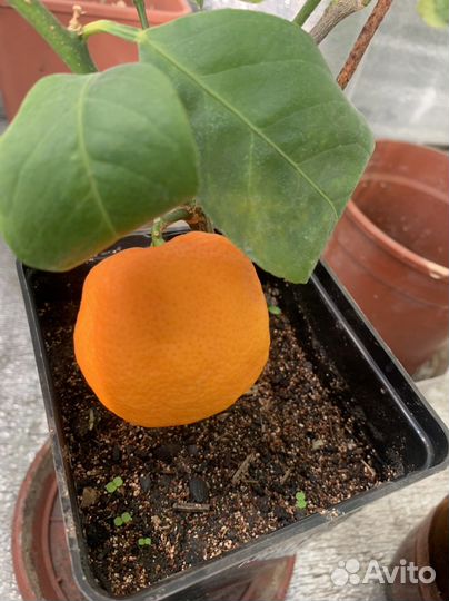 Мандарин Павловский