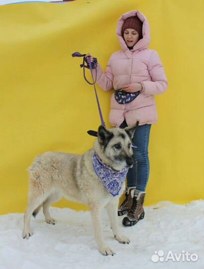 Бывшедомашняя собака пропадает в приюте