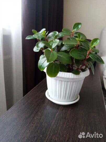 Комнатные цветы, пеперомия