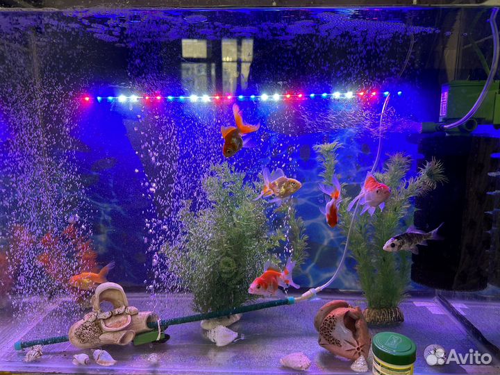 Рыбка золотая