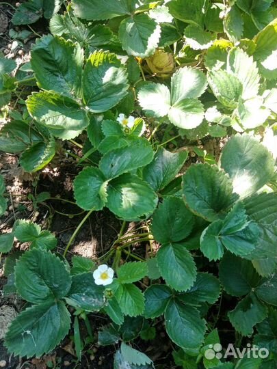 Рассада ремонтантной клубники