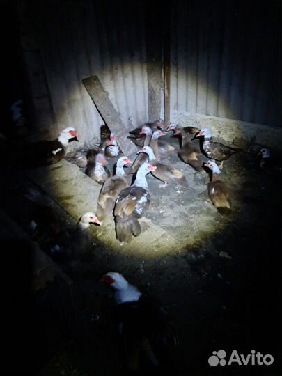 Продам живым весом