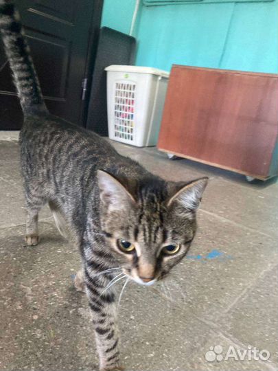 Отдам в добрые руки котенка