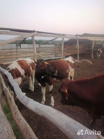 Бычки на откорм