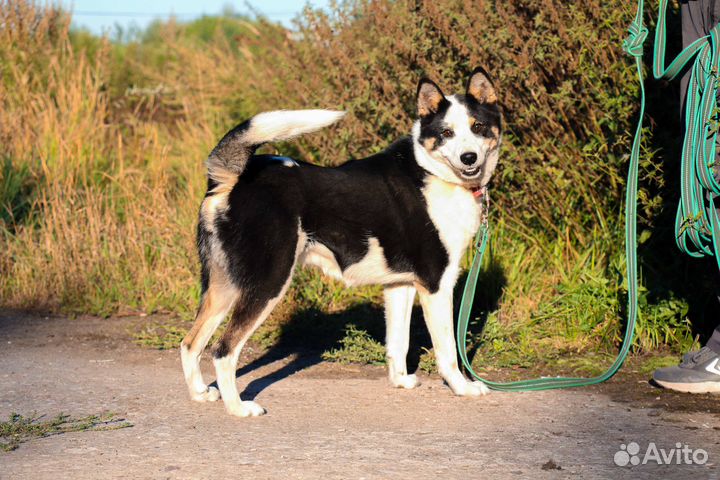 Маня в Добрые руки