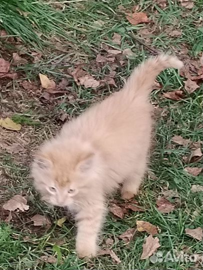 Котята, отдам бесплатно