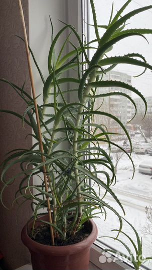 Алоэ на лекарство