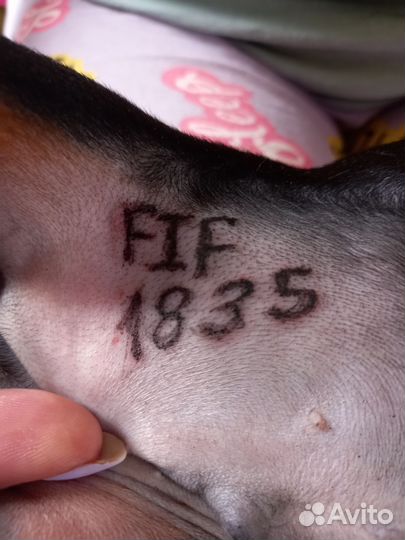 Клеймение щенков