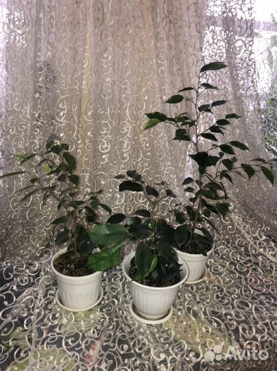 Фикус бенджамина