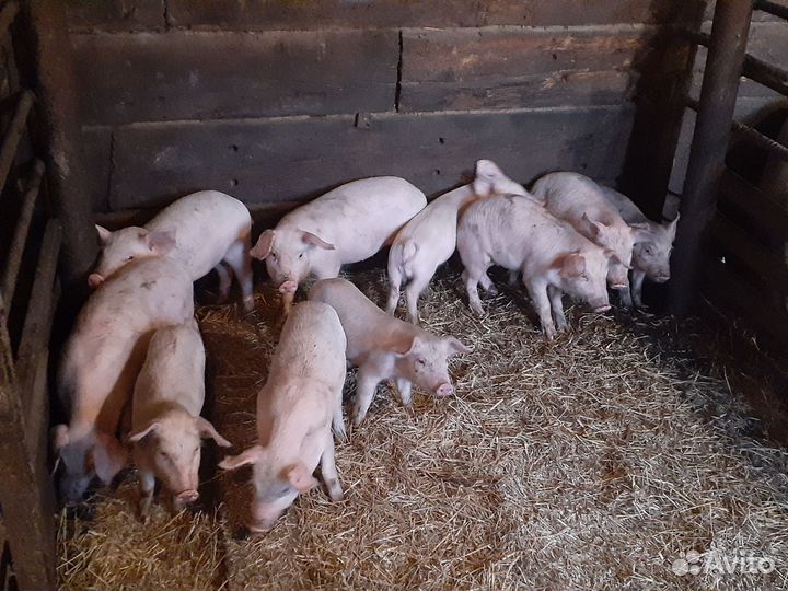 Белая Казахстанская