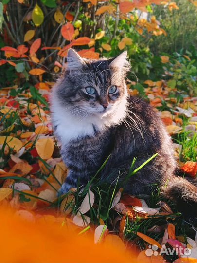 Фотограф-анималист