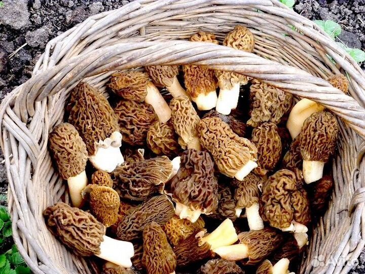 Сморчки свежие