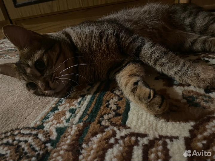 Кошка в дар