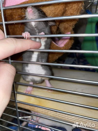 Крыса Дамбо с клеткой. 4-5 недель
