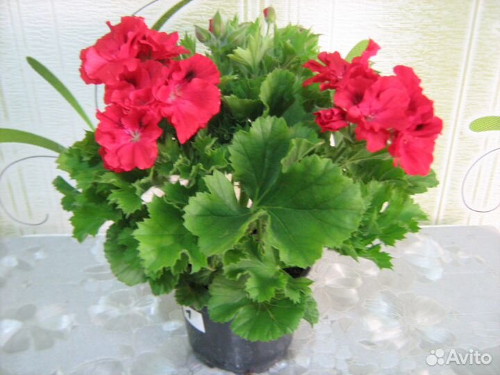 Королевская пеларгония 37 сортов