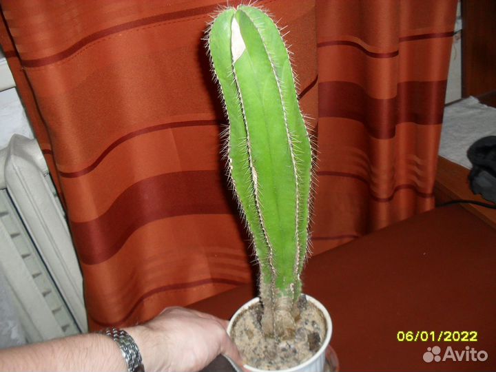 Толстянка древовидная 4 штуки