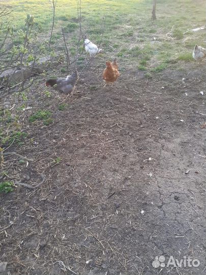 Домашние куриные яйца