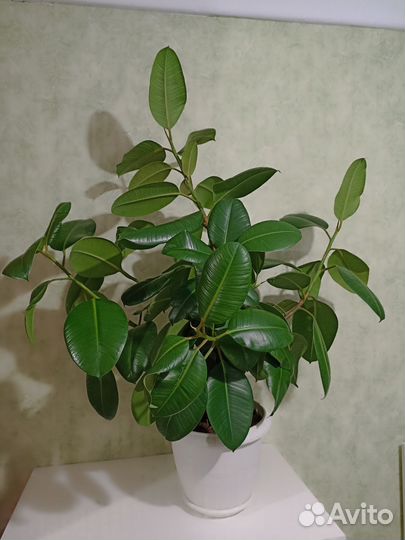 Фикус каучуконосный большой