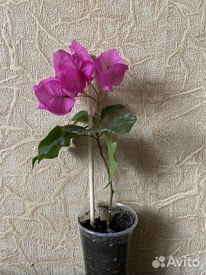 Бугенвиллия