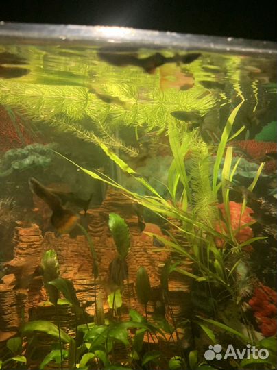 Аквариумные рыбки гуппи