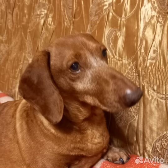 Такса на вязку