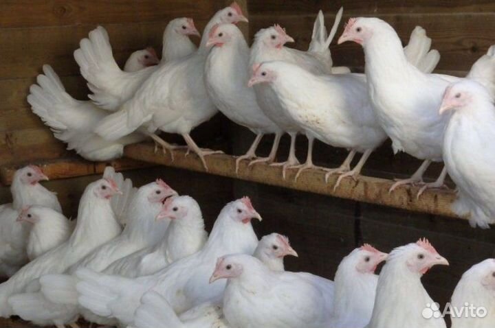 Молодняк птицы