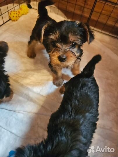 Йоркширский терьер