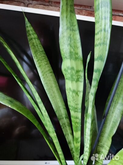 Сансевиерия щучий хвост