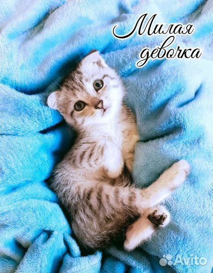 Вислоушкины малышки