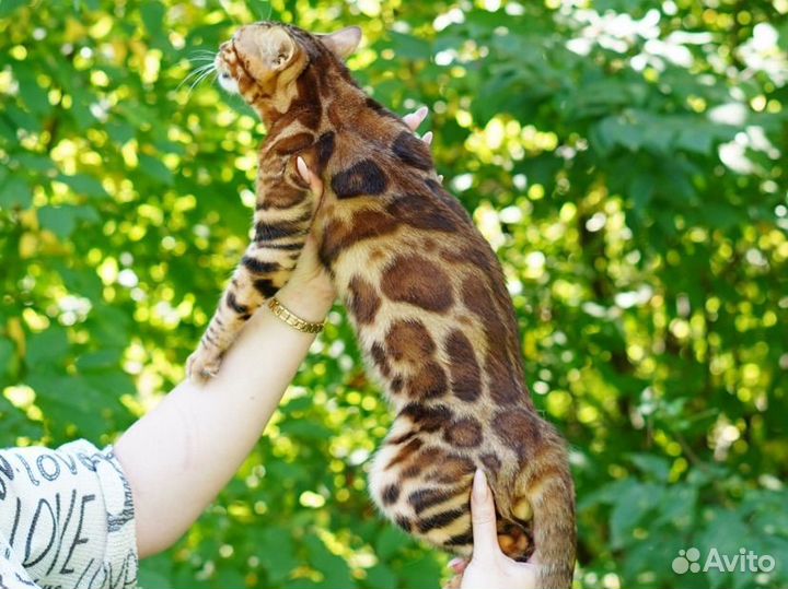 Элитный бенгальский котенок