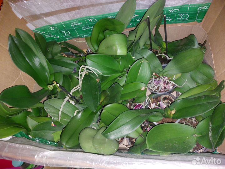 Комнатные цветы