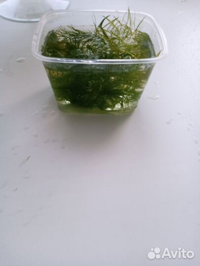 Аквариумное растение