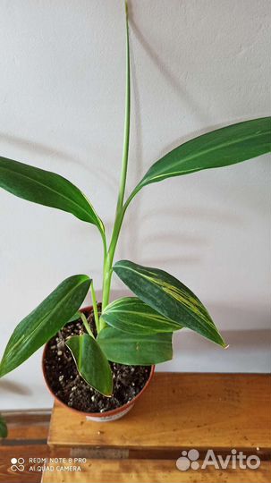 Альпиния Церумбет вариегатная