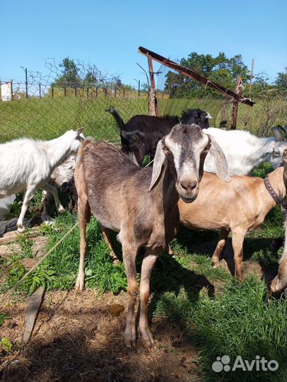 Коза нубийская, ламанча и заанинская