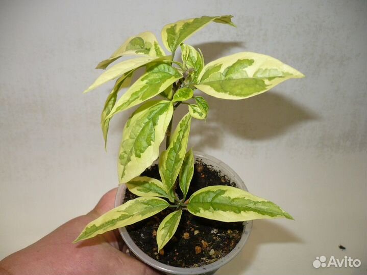 Редкие клеродендрумы