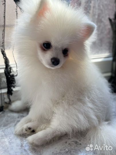 Померанский шпиц мини