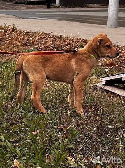 Щенок средней собаки в добрые руки