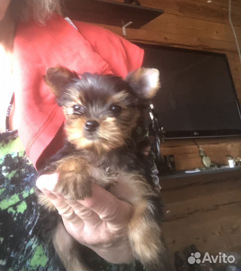 Йоркширский терьер мини