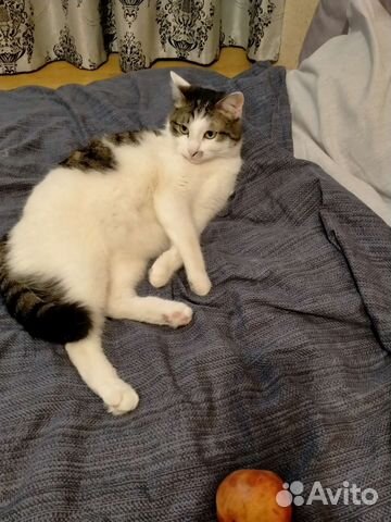 Отдам кота в хорошие добрые руки